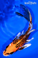 7.5" KUJAKU BUTTERFLY