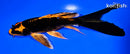 7" ORENJI MATSUBA BUTTERFLY