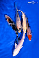 PACK OF (5) 4-5" STANDARD KOI