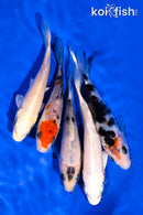 PACK OF (5) 4-5" STANDARD KOI