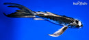8.25" GINGA BUTTERFLY