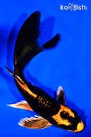 7" ORENJI MATSUBA BUTTERFLY