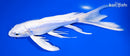 8" DOITSU PLATINUM OGON BUTTERFLY