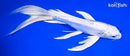 8" DOITSU PLATINUM OGON BUTTERFLY
