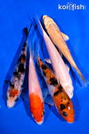 PACK OF (5) 4-5" STANDARD KOI