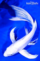 8" DOITSU PLATINUM OGON BUTTERFLY