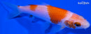 4.5" KOHAKU
