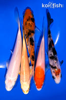 PACK OF (5) 4-5" STANDARD KOI