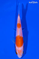 4.5" KOHAKU