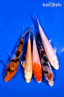 PACK OF (5) 4-5" STANDARD KOI
