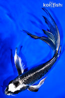 8.25" GINGA BUTTERFLY