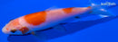 4.5" KOHAKU