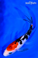 7" SANKE BUTTERFLY
