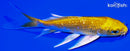 4.5" GINRIN YAMABUKI OGON BUTTERFLY