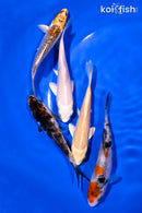 PACK OF (5) 4-5" STANDARD KOI