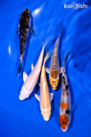 PACK OF (5) 4-5" STANDARD KOI