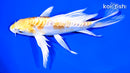 7" DOITSU LEMON HARIWAKE BUTTERFLY