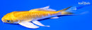 4.5" GINRIN YAMABUKI OGON BUTTERFLY
