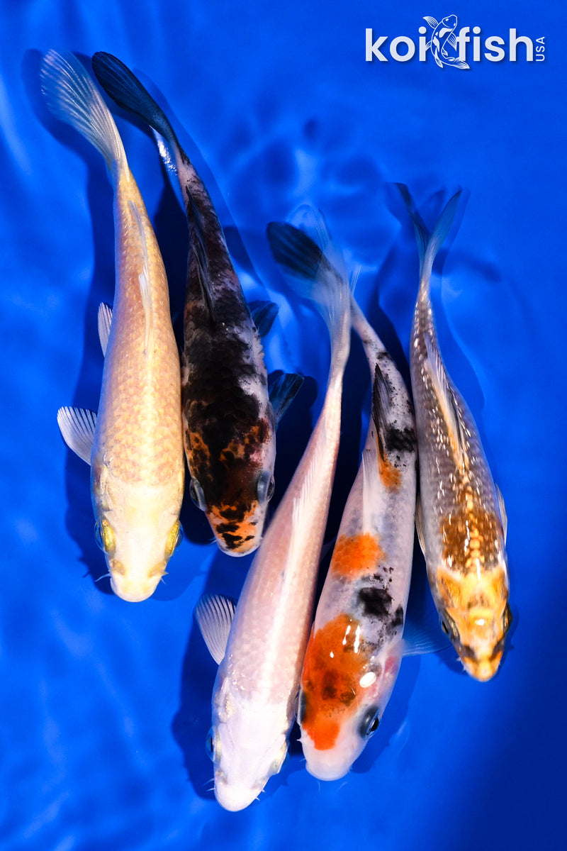 PACK OF (5) 4-5" STANDARD KOI