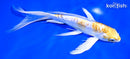7" DOITSU LEMON HARIWAKE BUTTERFLY