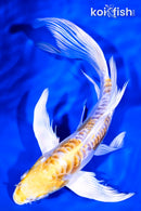 7" DOITSU LEMON HARIWAKE BUTTERFLY