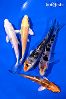 PACK OF (5) 4-5" STANDARD KOI