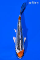 4.5" KUJAKU