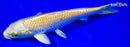 6.25" YAMABUKI OGON
