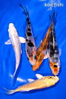 PACK OF (5) 4-5" STANDARD KOI