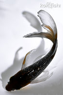 5" GINRIN OCHIBA SHIGURE BUTTERFLY