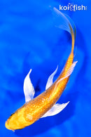 4.5" GINRIN YAMABUKI OGON BUTTERFLY