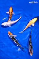 PACK OF (5) 4-5" STANDARD KOI
