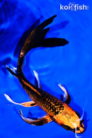 8" KUJAKU BUTTERFLY