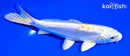 6" DOITSU LEMON HARIWAKE