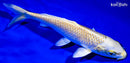 6.25" YAMABUKI OGON