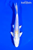 6" DOITSU LEMON HARIWAKE