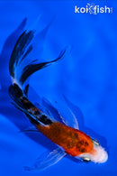 4.5" SANKE BUTTERFLY