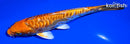 6.25" ARAGOKE ORENJI OGON