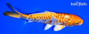 6.25" ARAGOKE ORENJI OGON