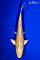 6.25" YAMABUKI OGON