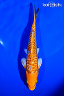 6.25" ARAGOKE ORENJI OGON
