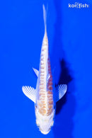 4" DOITSU HARIWAKE