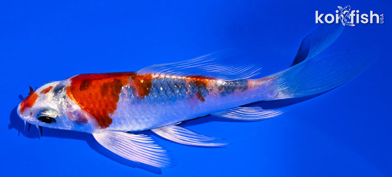 4.25" YAMATO NISHIKI BUTTERFLY