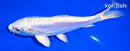 6.5" DOITSU PLATINUM OGON