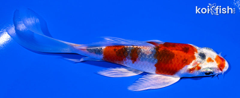 4.25" YAMATO NISHIKI BUTTERFLY