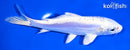 6.5" DOITSU PLATINUM OGON