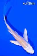 4.5" LEMON HARIWAKE BUTTERFLY