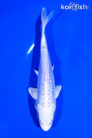 6.5" DOITSU PLATINUM OGON
