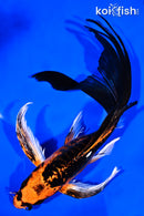 8.25" BENI KIKOKURYU BUTTERFLY