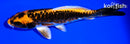 6.25" ARAGOKE BENI KIKOKURYU